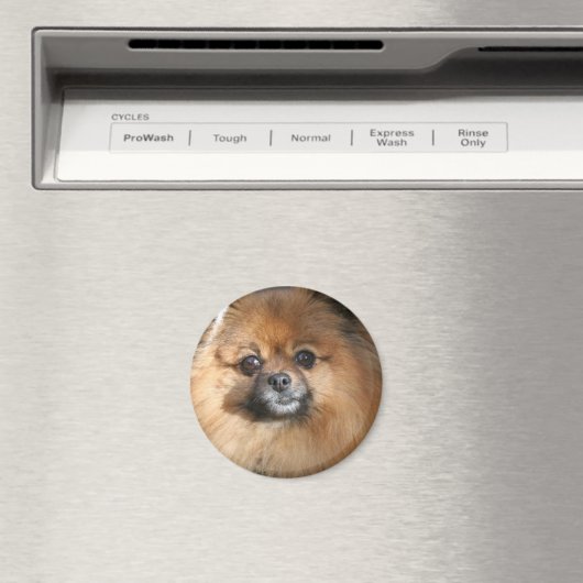 Miniatuur Pommerse ronde magneet (Insitu (Vaatwasser))