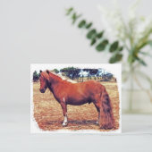Miniatuur Pony Briefkaart (Staand voorkant)