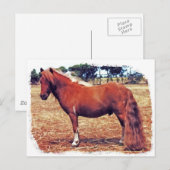 Miniatuur Pony Briefkaart (Voorkant / Achterkant)
