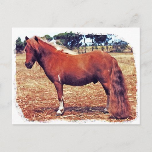Miniatuur Pony Briefkaart (Voorkant)