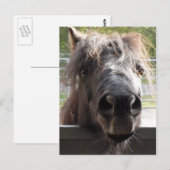 Miniatuur Pony over het Briefkaart van de Omheinin (Voorkant / Achterkant)