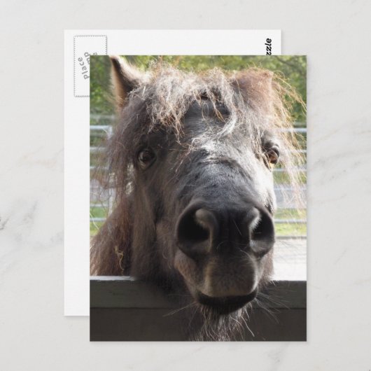 Miniatuur Pony over het Briefkaart van de Omheinin (Voorkant / Achterkant)