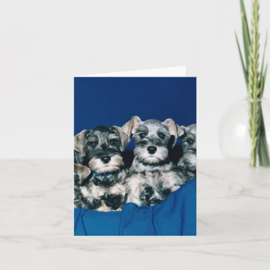 Miniatuur "puppy" Schnauzer Kaart (Voorkant)
