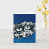 Miniatuur "puppy" Schnauzer Kaart (Gele Bloem)