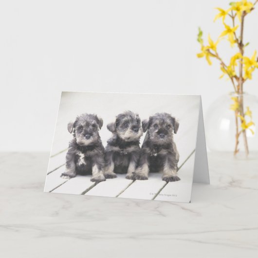 Miniatuur "puppy" Schnauzer Kaart (Gele Bloem)