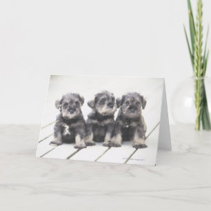Miniatuur "puppy" Schnauzer Kaart