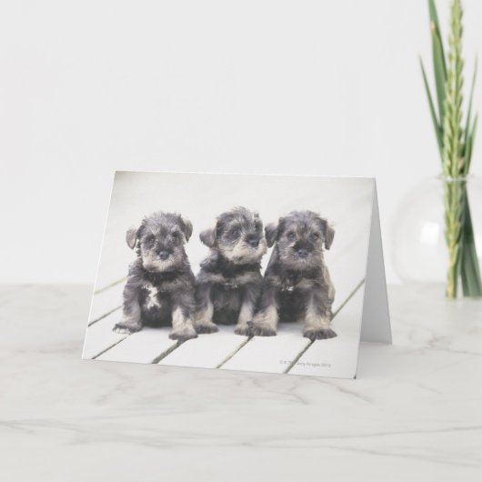 Miniatuur "puppy" Schnauzer Kaart (Voorkant)