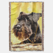 Miniatuur-schnauzer