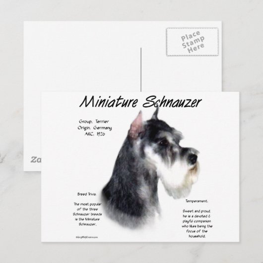 Miniatuur Schnauzer Geschiedenisontwerp Briefkaart (Voorkant / Achterkant)