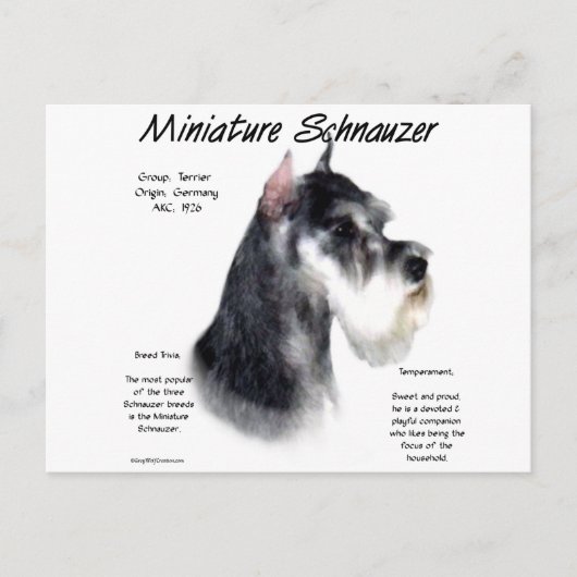 Miniatuur Schnauzer Geschiedenisontwerp Briefkaart (Voorkant)
