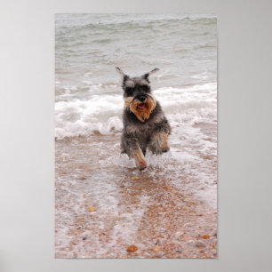 Miniatuur Schnauzer in het Zee Poster