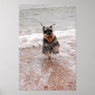 Miniatuur Schnauzer in het Zee Poster