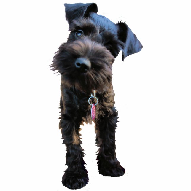 Miniatuur Schnauzer kerstversiering Fotobeeldje Ornament (Voorkant)