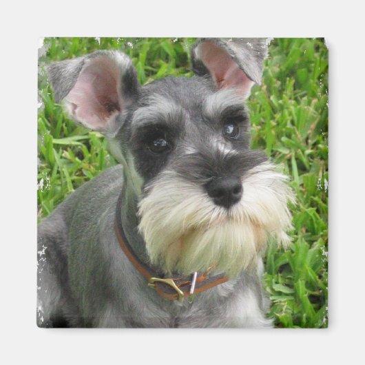 Miniatuur Schnauzer Magneet (Voorkant)
