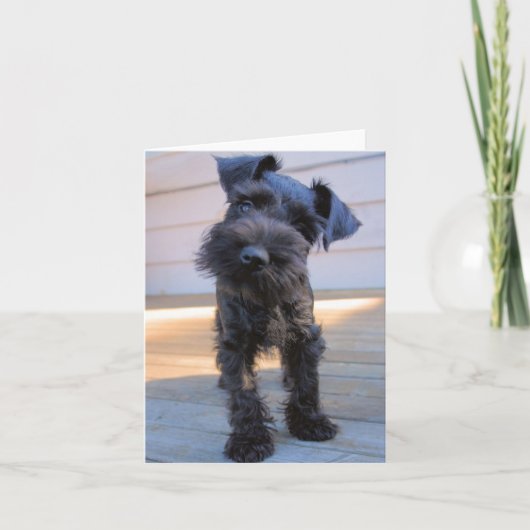 Miniatuur Schnauzer Note Card #1 - blanco Kaart (Voorkant)