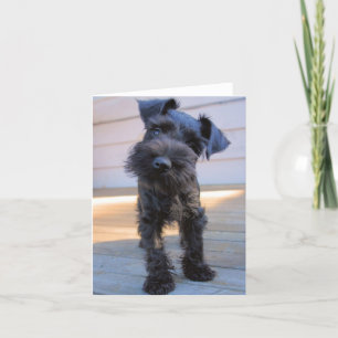 Miniatuur Schnauzer Note Card #1 - blanco Kaart