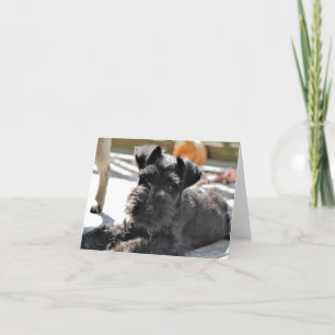 Miniatuur Schnauzer Note Card #4 - blanco Kaart