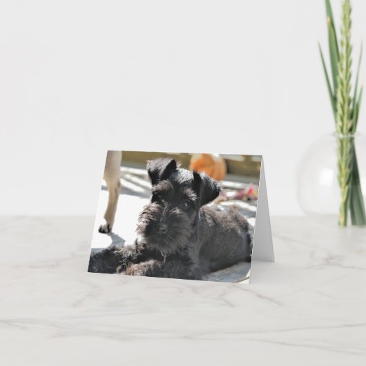 Miniatuur Schnauzer Note Kaart #4 - leeg (Voorkant)