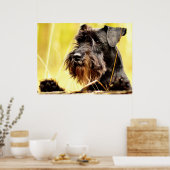 Miniatuur-schnauzer Poster (Keuken)