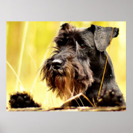 Miniatuur-schnauzer Poster