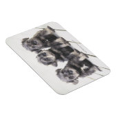 Miniatuur Schnauzer Puppies Magneet (Rechterzijde)