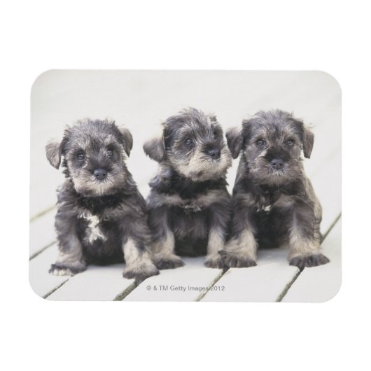 Miniatuur Schnauzer Puppies Magneet (Horizontaal)