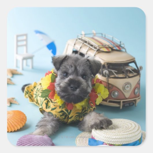 Miniatuur Schnauzer Puppy and Summer Vacation Vierkante Sticker (Voorkant)