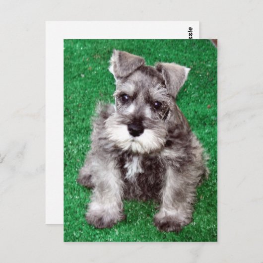 Miniatuur Schnauzer Puppy Briefkaart (Voorkant / Achterkant)