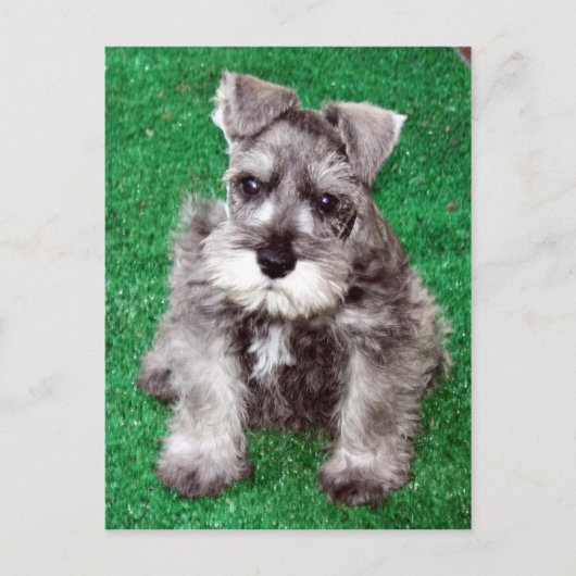 Miniatuur Schnauzer Puppy Briefkaart (Voorkant)