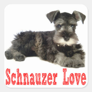 Miniatuur Schnauzer Puppy Dog Love Rode Sticker