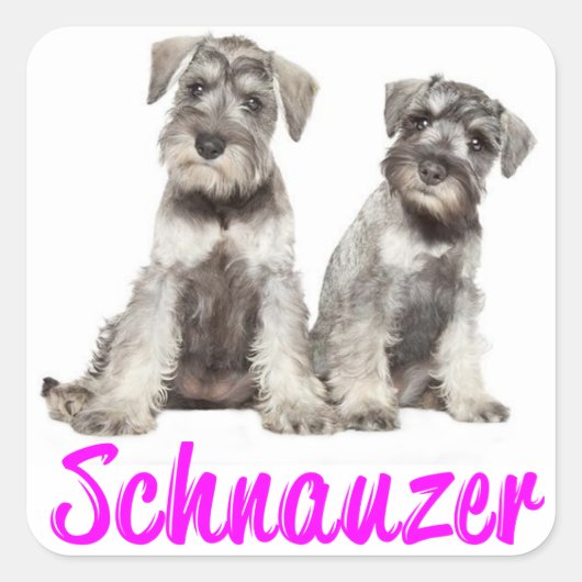 Miniatuur Schnauzer Puppy Dog Love Sticker (Voorkant)