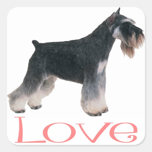 Miniatuur Schnauzer Puppy Dog Pink Love Sticker (Voorkant)