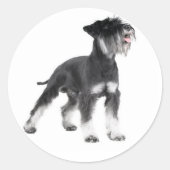 Miniatuur Schnauzer Puppy Dog Sticker (Voorkant)