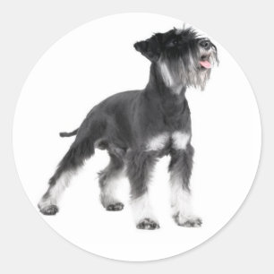 Miniatuur Schnauzer Puppy Dog Sticker