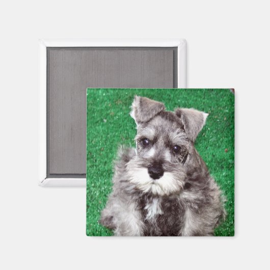 Miniatuur Schnauzer Puppy Magnet (Voorkant / Achterkant)