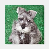 Miniatuur Schnauzer Puppy Magnet (Voorkant)
