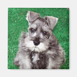 Miniatuur Schnauzer Puppy Magnet