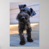 Miniatuur Schnauzer Puppy Poster (Voorkant)