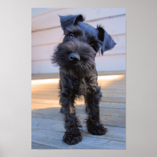 Miniatuur Schnauzer Puppy Poster (Voorkant)