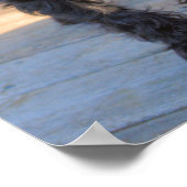 Miniatuur Schnauzer Puppy Poster (Hoek)