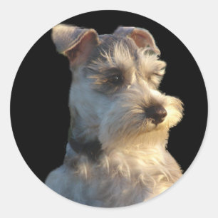 Miniatuur Schnauzer Sticker
