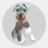 Miniatuur Schnauzer Sticker (Voorkant)