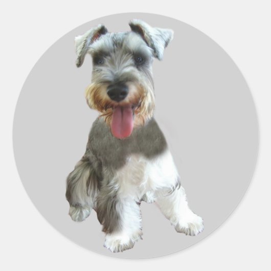 Miniatuur Schnauzer Sticker (Voorkant)