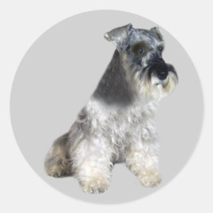 Miniatuur Schnauzer Sticker