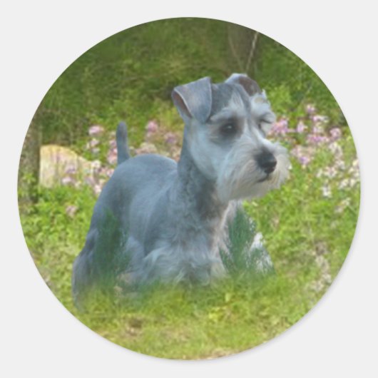Miniatuur Schnauzer Sticker (Voorkant)