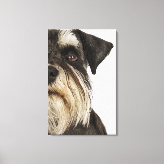 Miniatuur Schnauzer, studio shot, close-up Canvas Afdruk (Voorkant)