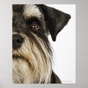 Miniatuur Schnauzer, studio shot, close-up Poster