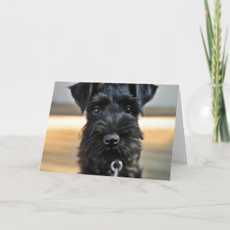 Miniatuur Schnauzer Valentijnsdag Wenskaart Feestdagen Kaart