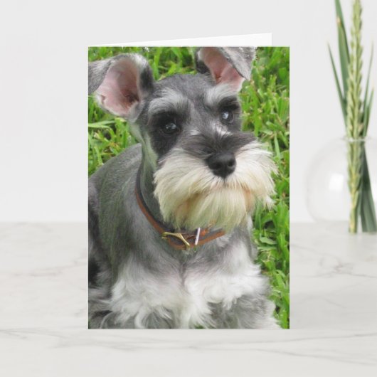 Miniatuur Schnauzer-Wenskaart Kaart (Voorkant)