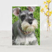 Miniatuur Schnauzer-Wenskaart Kaart (Gele Bloem)
